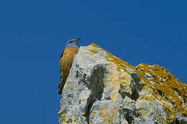 Common Rock Thrush