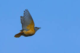 Common Rock Thrush