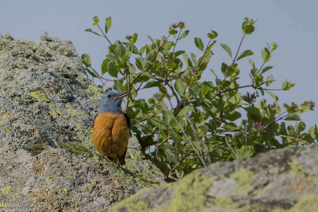 Common Rock Thrush male adult breeding, habitat, pigmentation