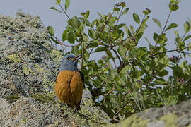 Common Rock Thrush