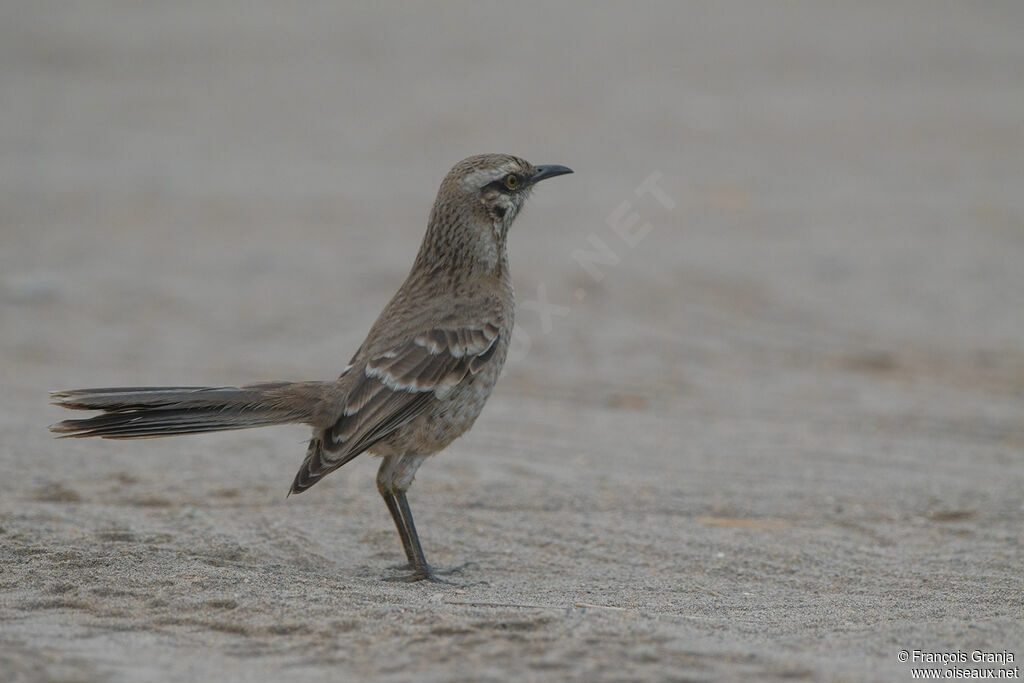 Long-tailed Mockingbird