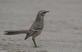 Long-tailed Mockingbird