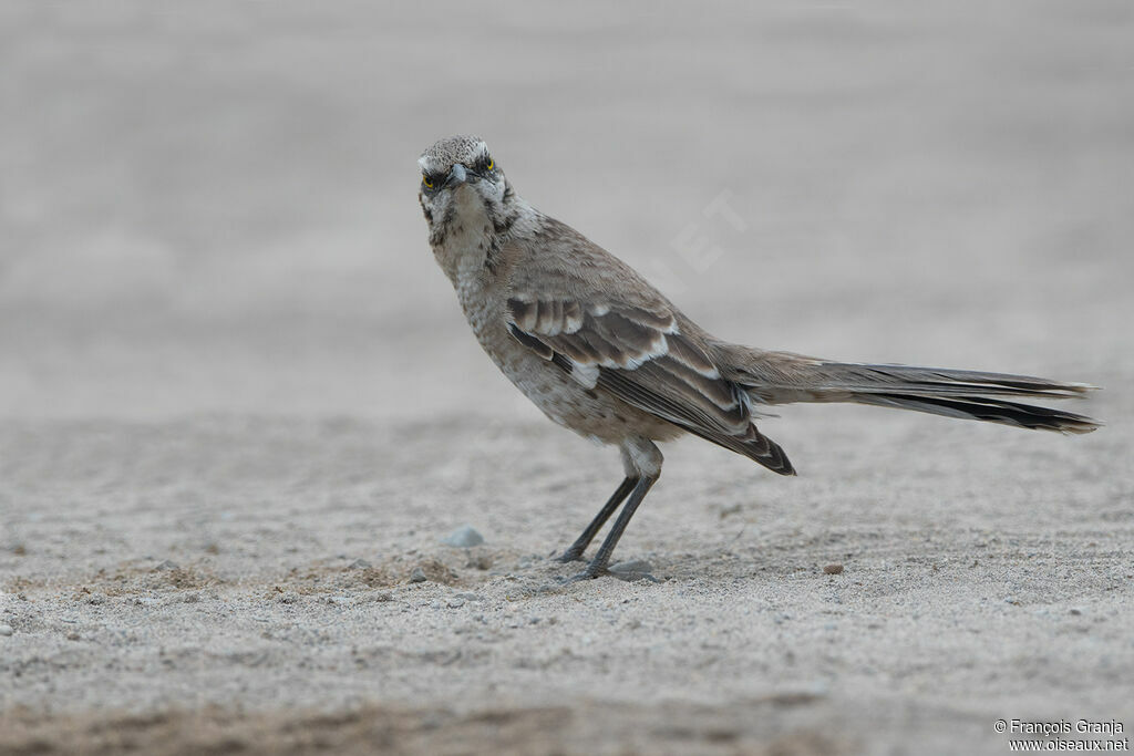 Long-tailed Mockingbird