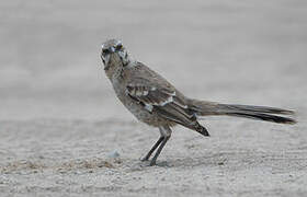 Long-tailed Mockingbird