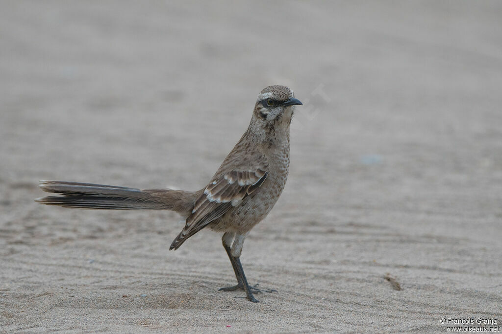 Long-tailed Mockingbird