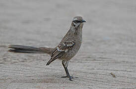 Long-tailed Mockingbird