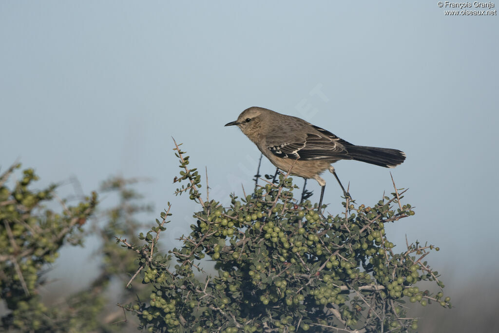 Moqueur de Patagonie
