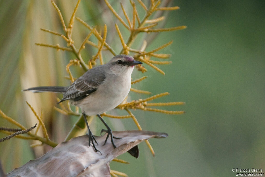 Tropical Mockingbirdadult