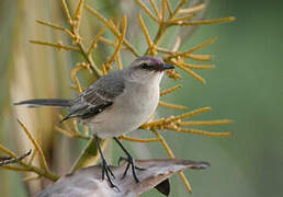 Tropical Mockingbird