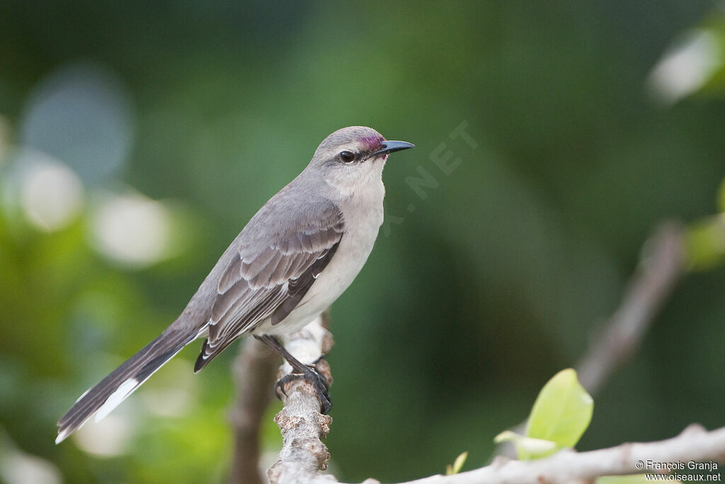 Tropical Mockingbirdadult