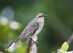 Tropical Mockingbird