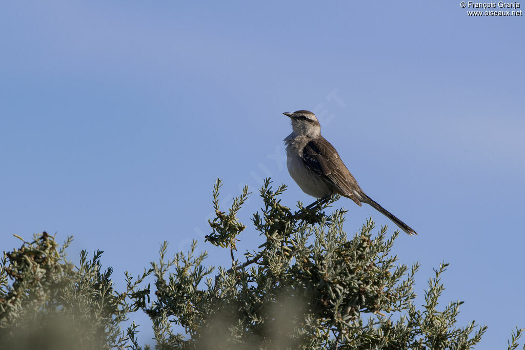 Chalk-browed Mockingbird