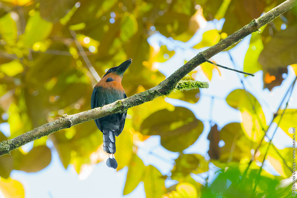 Motmot à bec large