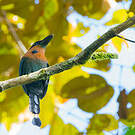 Motmot à bec large