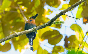 Motmot à bec large