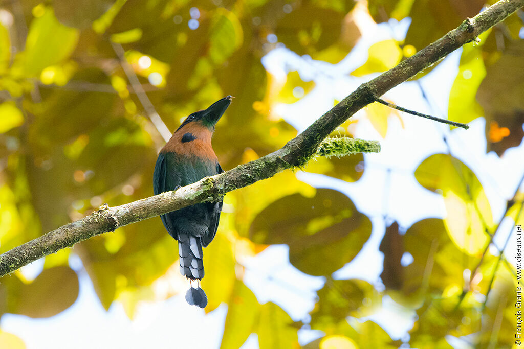 Broad-billed Motmot