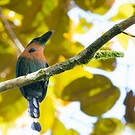Motmot à bec large