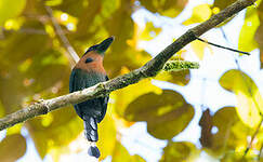 Motmot à bec large