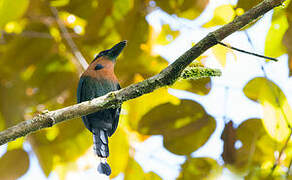 Broad-billed Motmot