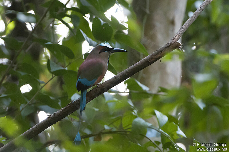 Turquoise-browed Motmotadult