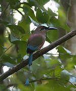 Turquoise-browed Motmot