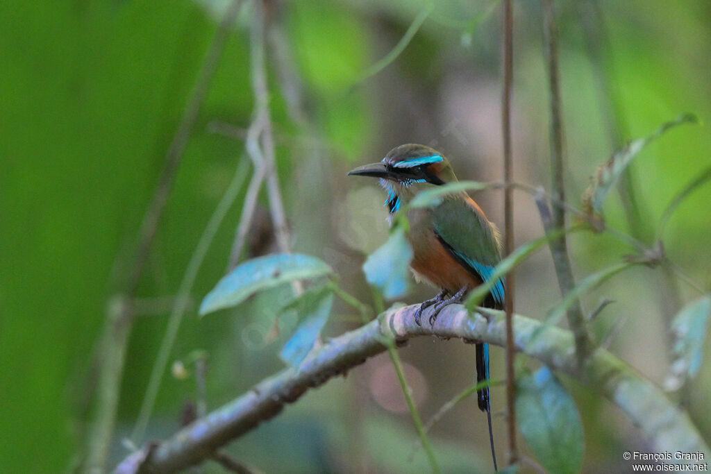 Turquoise-browed Motmot