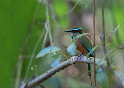 Motmot à sourcils bleus