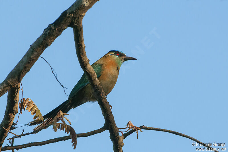 Motmot de Lessonadulte