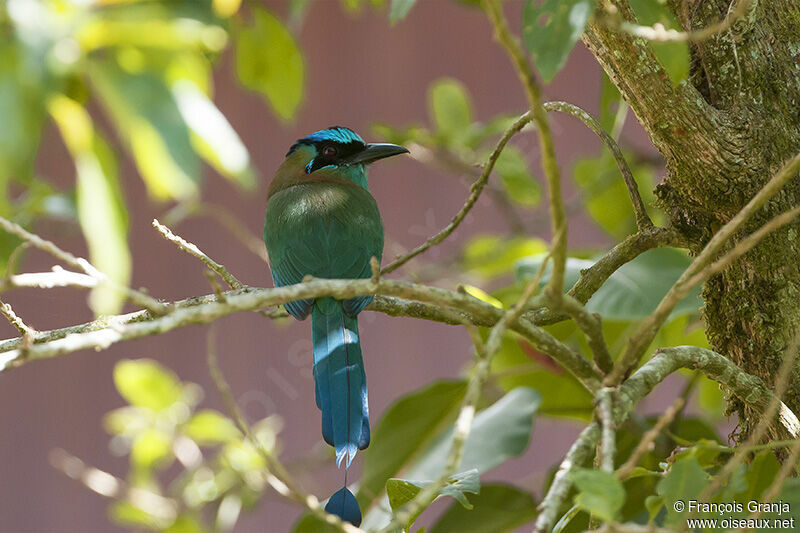 Motmot de Lessonadulte