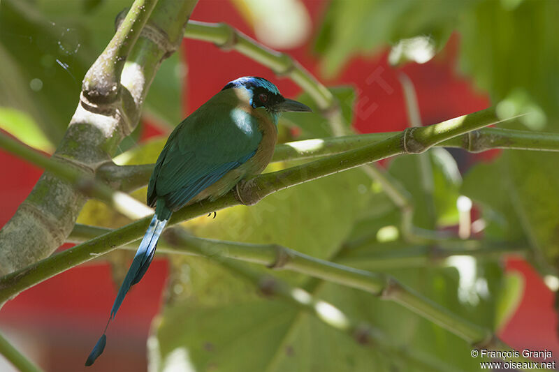 Motmot de Lessonadulte