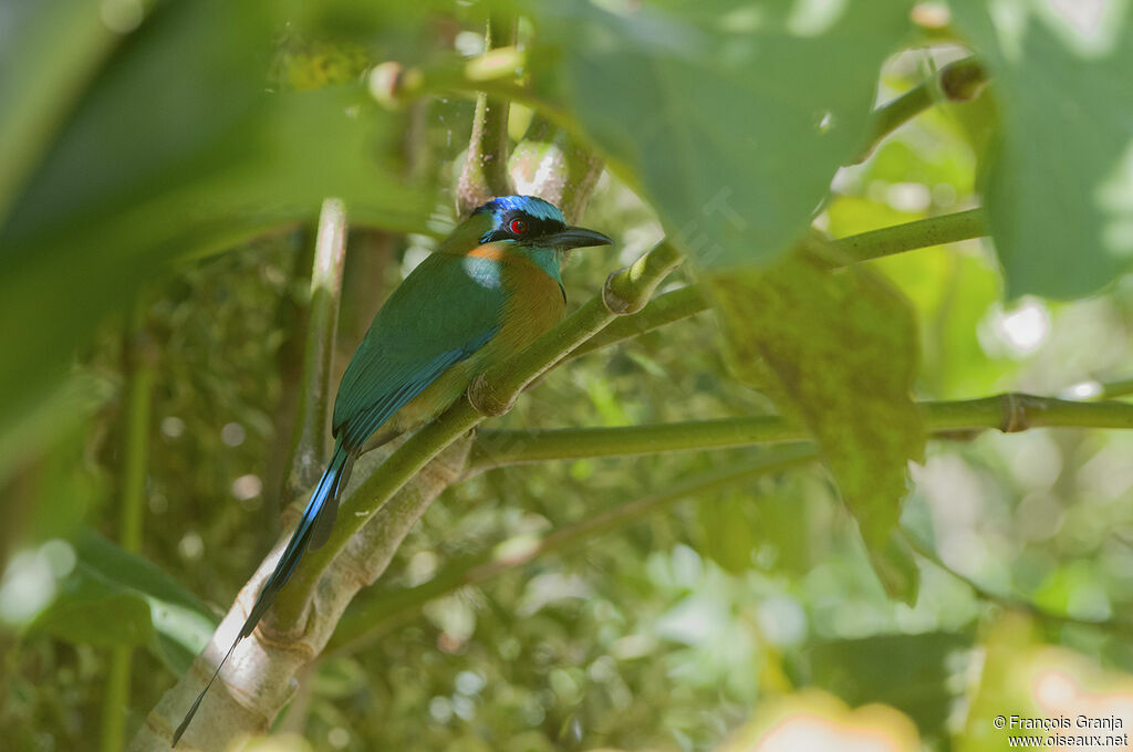 Motmot de Lesson