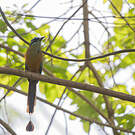 Motmot houtouc