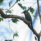 Motmot houtouc