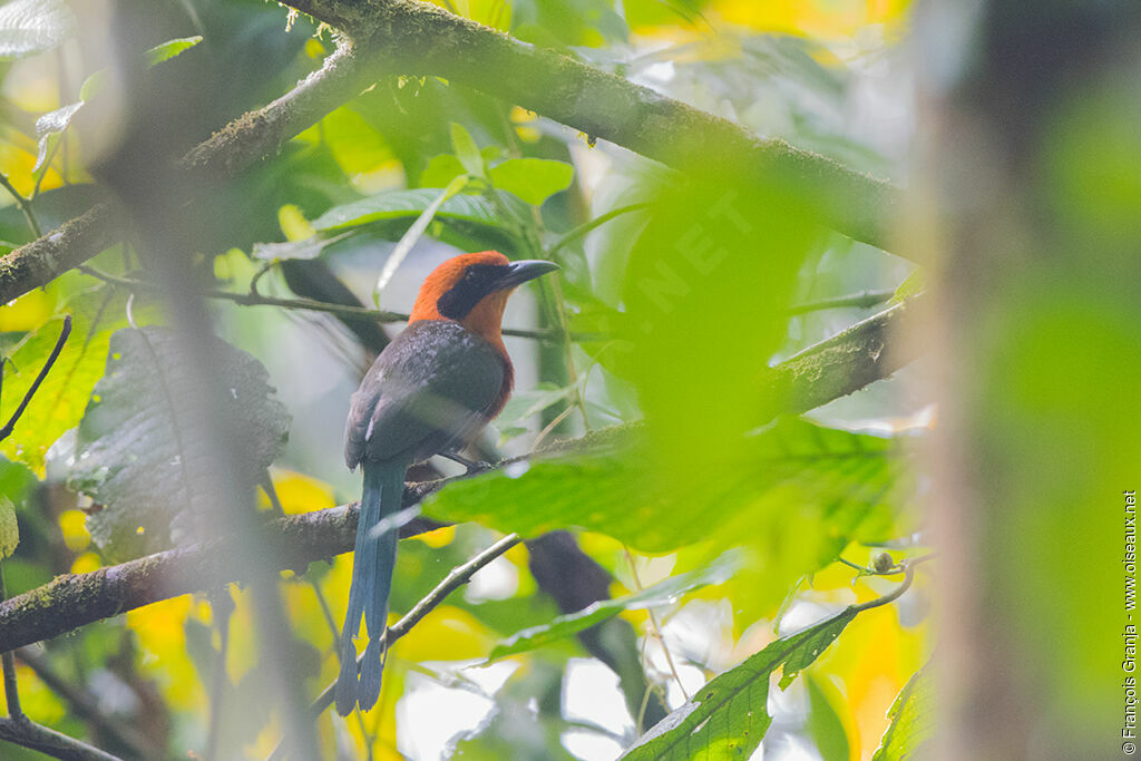 Rufous Motmot