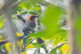 Rufous Motmot