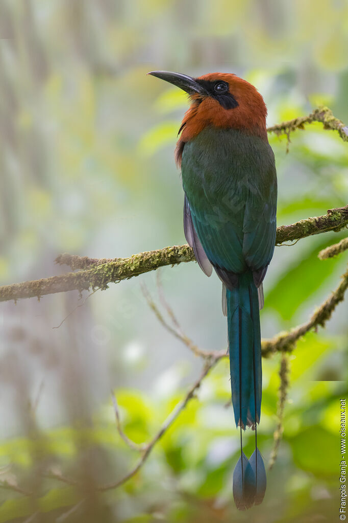 Rufous Motmot