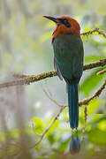 Rufous Motmot