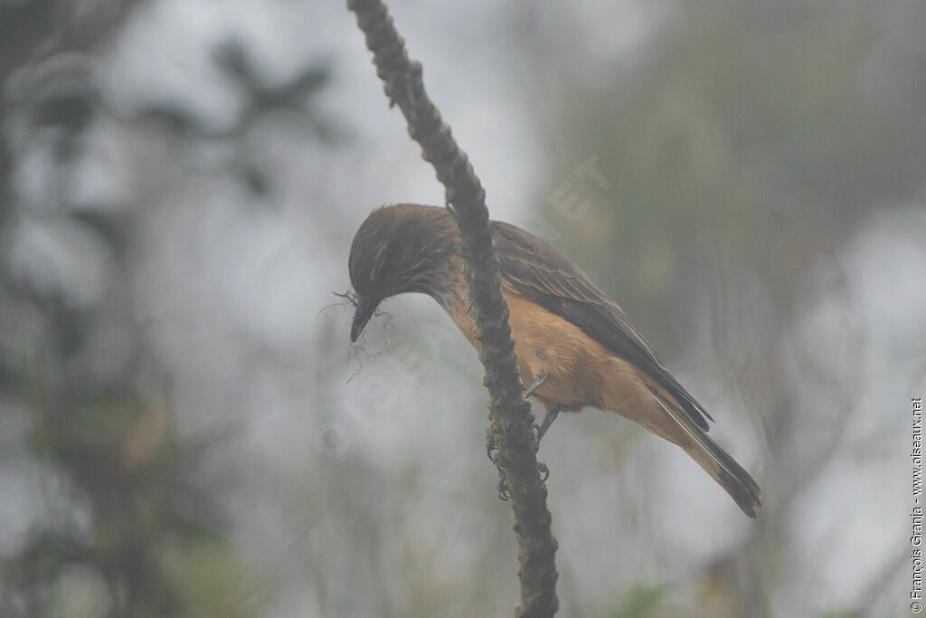 Streak-throated Bush Tyrant