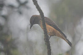 Streak-throated Bush Tyrant