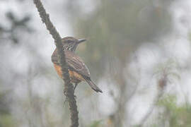 Streak-throated Bush Tyrant