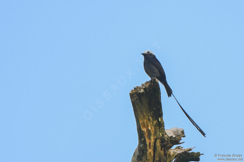 Long-tailed Tyrant