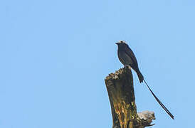 Long-tailed Tyrant