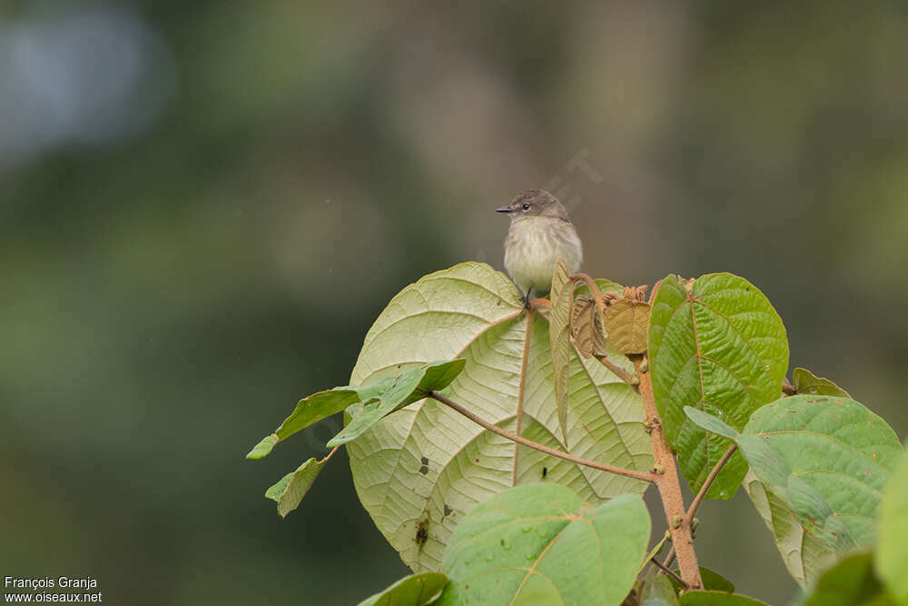 Olive-chested Flycatcher