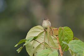 Olive-chested Flycatcher