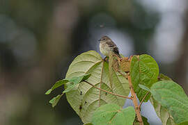 Olive-chested Flycatcher