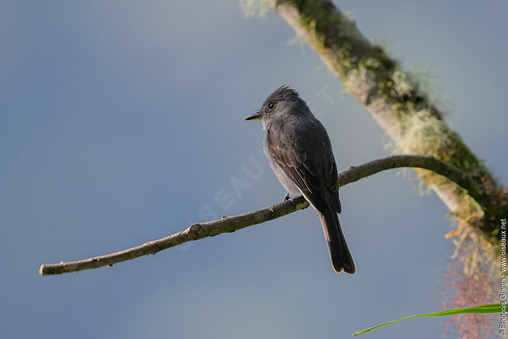 Smoke-colored Pewee