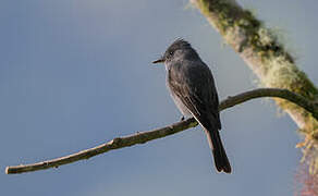 Smoke-colored Pewee