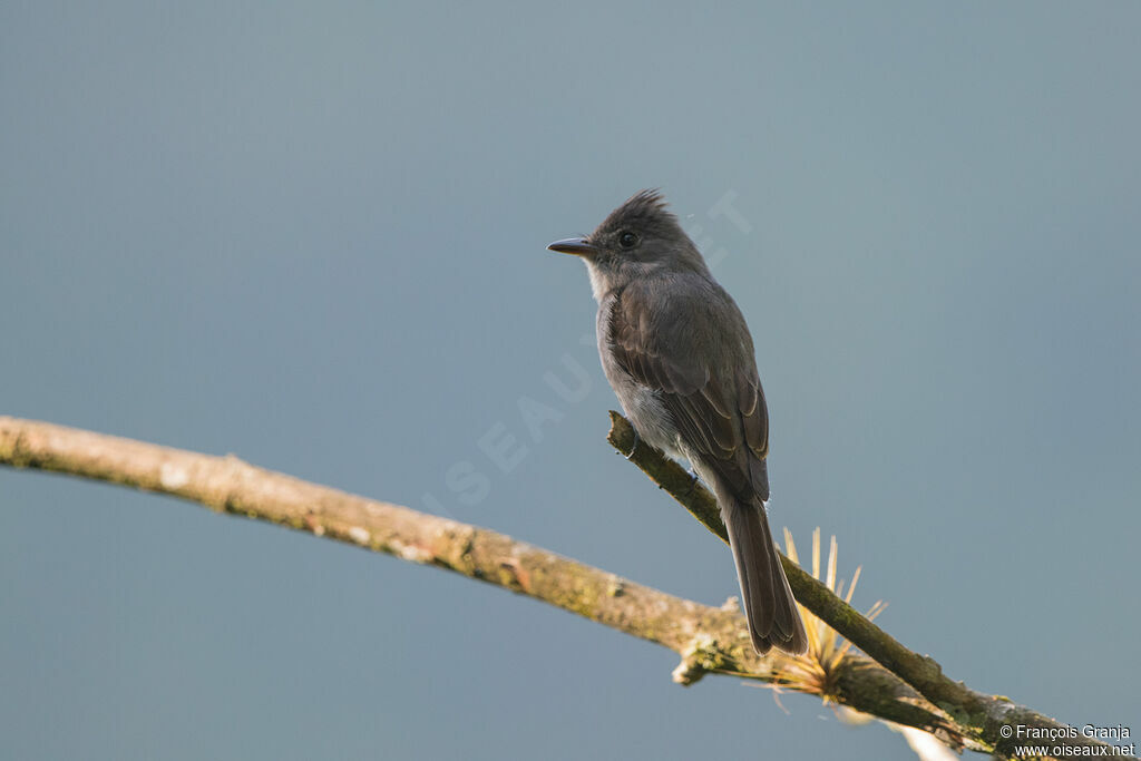 Smoke-colored Pewee