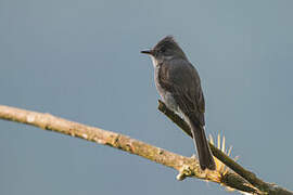 Smoke-colored Pewee