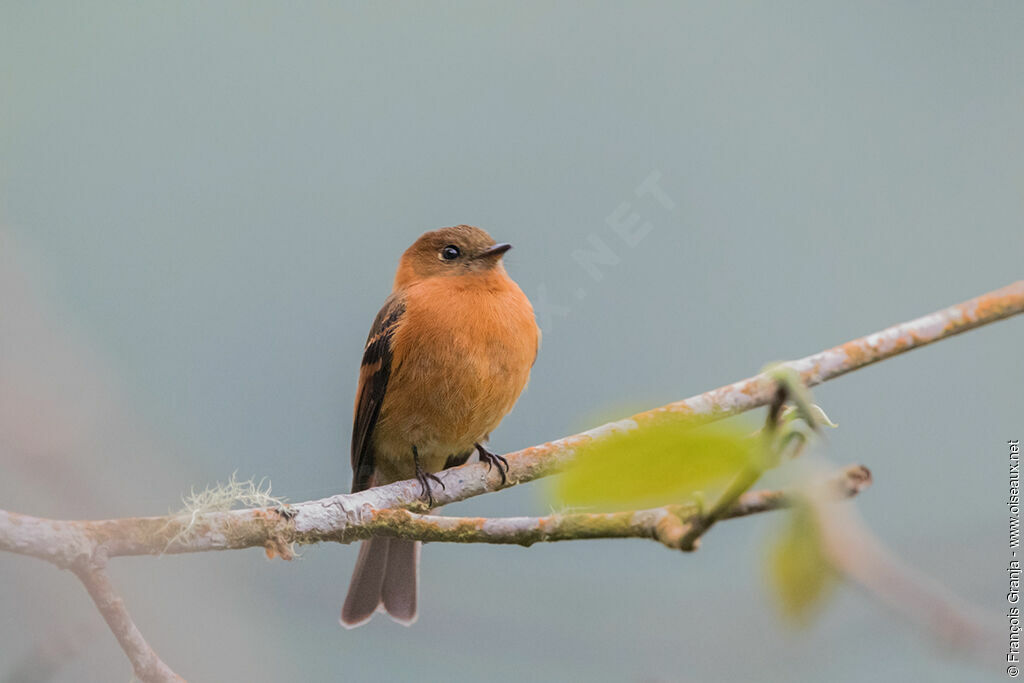 Cinnamon Flycatcher